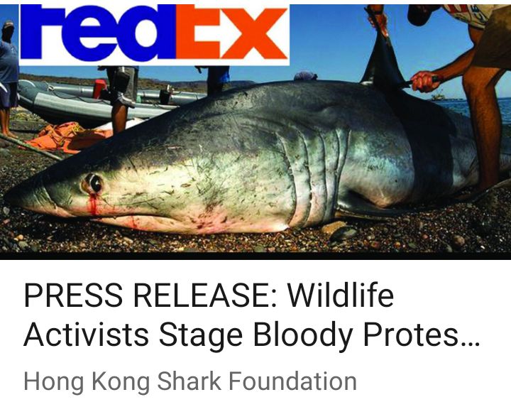 VeronikaMcn's tweet photo. #blasphemousmusics @seaspiracy #sharkfinforshark @stopfinning #stopfinning @StopFinningEU @stopfinning_es @StopfinningUEPT
@StopFinningDE
#fishesarenotfood #govegan #plantbasedseaweed #veganfish #vegancaviar #endcaptivity #banseafood #endfishindustry
https://t.co/fDbUgExQG9 https://t.co/ymngeQ9Twb