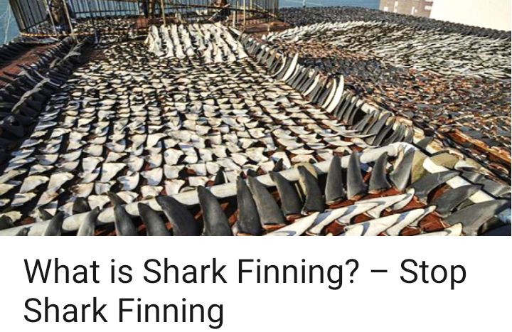 VeronikaMcn's tweet photo. #blasphemousmusics @seaspiracy #sharkfinforshark @stopfinning #stopfinning @StopFinningEU @stopfinning_es @StopfinningUEPT
@StopFinningDE
#fishesarenotfood #govegan #plantbasedseaweed #veganfish #vegancaviar #endcaptivity #banseafood #endfishindustry
https://t.co/fDbUgExQG9 https://t.co/ymngeQ9Twb