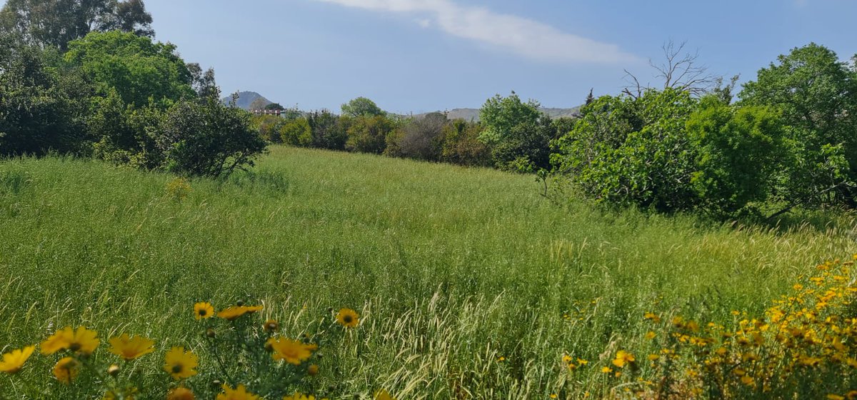bodrum_cetin's tweet photo. #Bodrum #Yalıkavak Merkezde Yatırımlık #Arazi
-Satılık arazi 4348 m2 olup %3 imarlıdır.
-Asvalt yola cephelidir elektrik,yol,su problemi yoktur.
-Çarşıya,pazara ve denize yakın konumda olup doğa manzaralıdır.

📷0533 313 27 14

Daha Fazlası İçin https://t.co/wl8Upb6zuq ve https://t.co/6AmHitPhsN