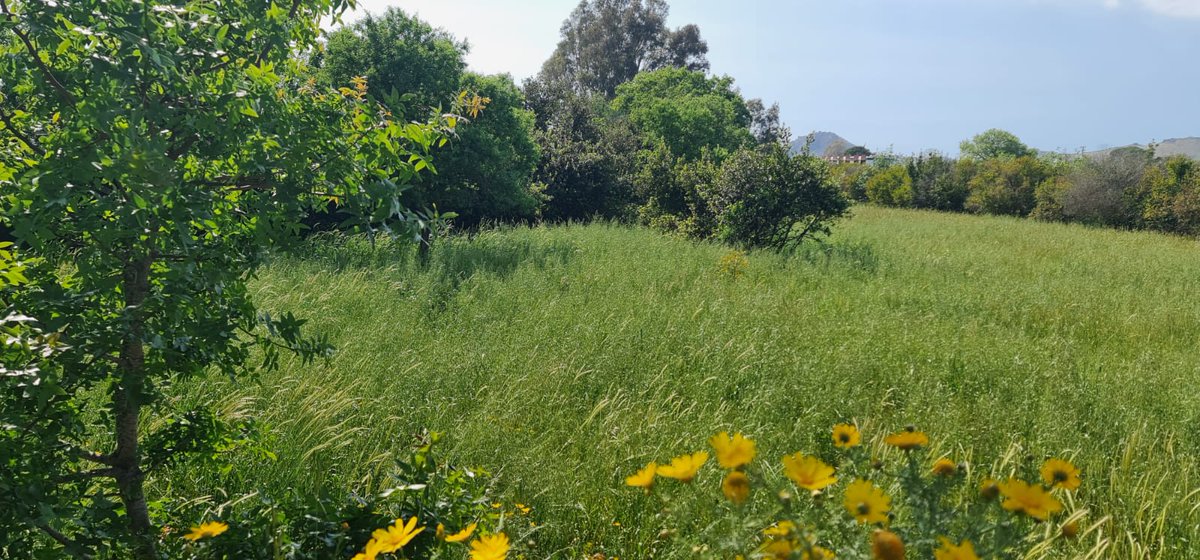 bodrum_cetin's tweet photo. #Bodrum #Yalıkavak Merkezde Yatırımlık #Arazi
-Satılık arazi 4348 m2 olup %3 imarlıdır.
-Asvalt yola cephelidir elektrik,yol,su problemi yoktur.
-Çarşıya,pazara ve denize yakın konumda olup doğa manzaralıdır.

📷0533 313 27 14

Daha Fazlası İçin https://t.co/wl8Upb6zuq ve https://t.co/6AmHitPhsN