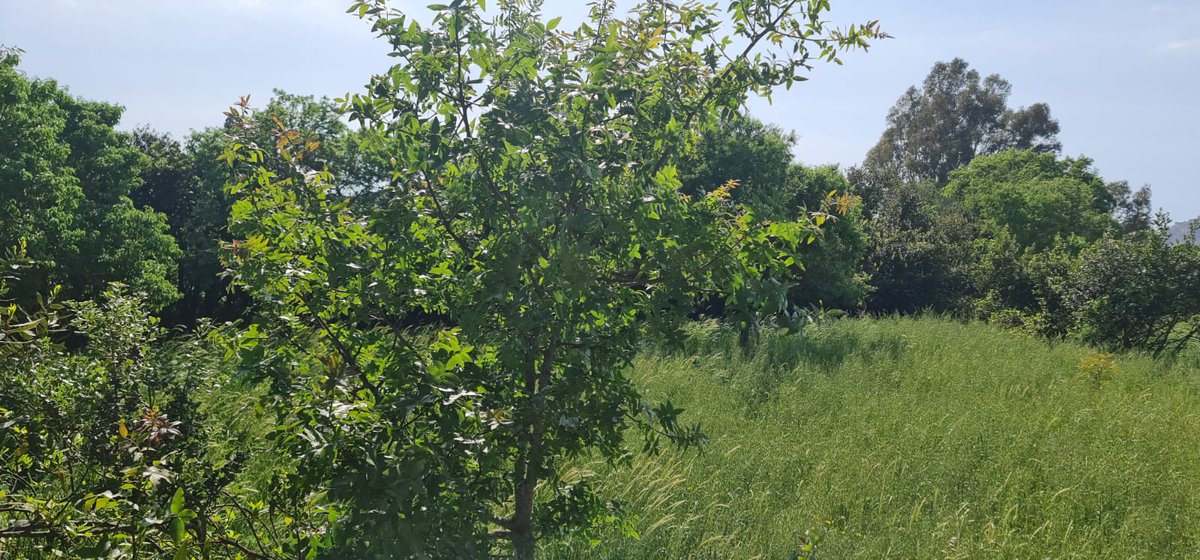 bodrum_cetin's tweet photo. #Bodrum #Yalıkavak Merkezde Yatırımlık #Arazi
-Satılık arazi 4348 m2 olup %3 imarlıdır.
-Asvalt yola cephelidir elektrik,yol,su problemi yoktur.
-Çarşıya,pazara ve denize yakın konumda olup doğa manzaralıdır.

📷0533 313 27 14

Daha Fazlası İçin https://t.co/wl8Upb6zuq ve https://t.co/6AmHitPhsN