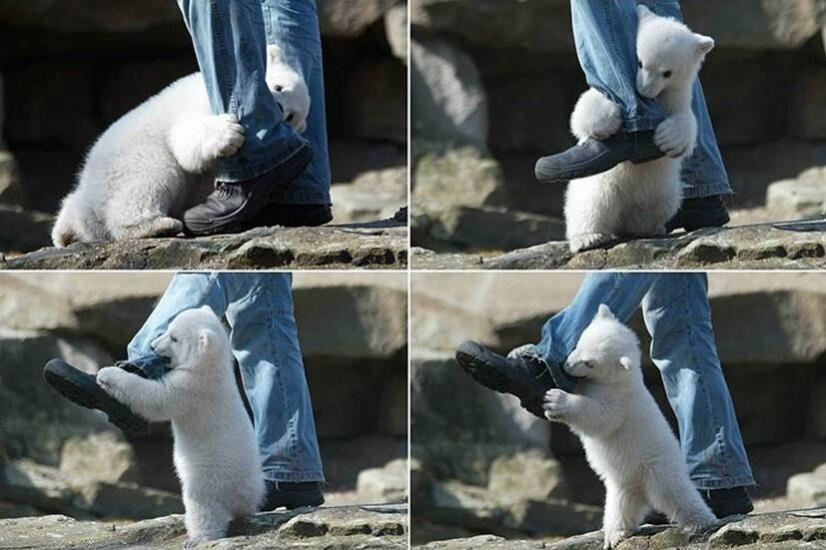 Polar bear attack, victim survives.