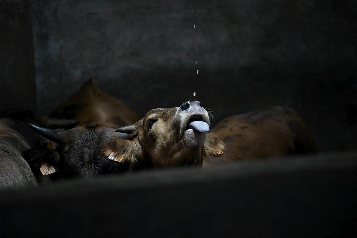 VIGILIAS, DE LA EMPATÍA AL RESPETO

“Creo que ese es el sentido de las vigilias. Tratar de traducir las cifras inimaginables de la explotación animal a imágenes capaces de provocar un sentimiento al alcance de cualquiera: la empatía”.

📷 @belgonzalez_net