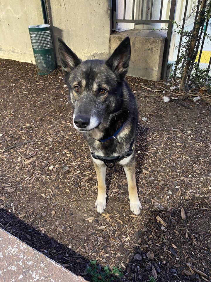 Iza_2021's tweet photo. 💔Update Cookie💔

We have NOT received any #foster offer for our sweet boy, I have been screaming for years now that once the #dog is out of the shelter not many people care anymore and I’m now facing it myself😔 
Foster has been absolutely amazing and patient at managing her active lifestyle & work load but she can NOT do anymore therefore Cookie needs to go to boarding this week😭

🆘We do NOT have the funds for that and I don’t know how we will do that but we need your help, we need donations🙏🏼😔 PayPal is @ stacyhoperescue 💔no amount is too small . Thank you in advance for not letting Cookie down🥺#AdoptDontShop #fosteringsaveslives 🙏🏼🙏🏼🙏🏼#euthanasiasurvivor #sheltersurvivor #A5533380