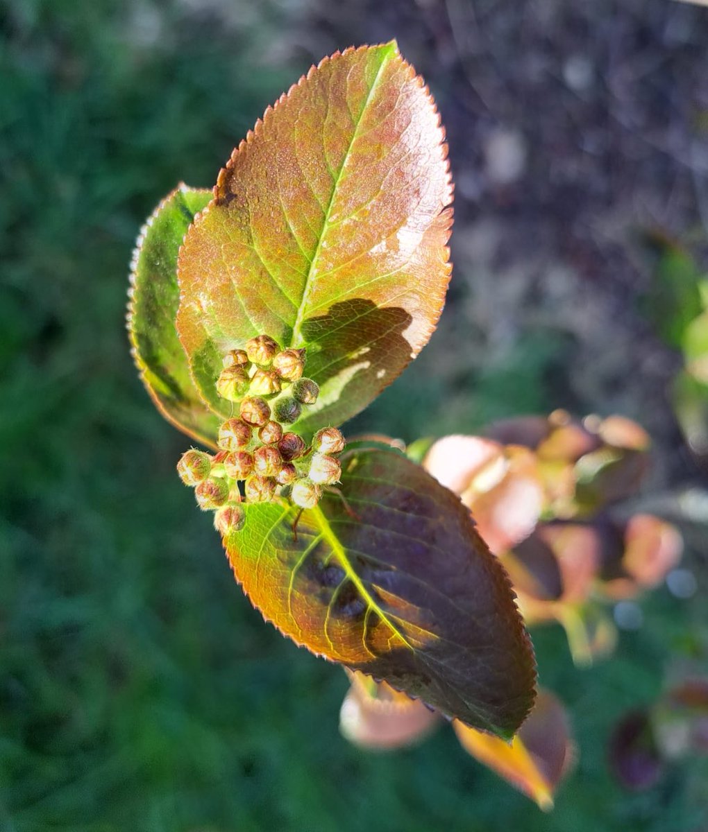Happy Monday! 

Here in #Kent our #Aronia berries are developing nicely, soaking up the sunshine creating those amazing nutrients.☀️

Never heard of Aronia berries? 🤔
Find out more on our website &amp; discover how they are truly “nature’s gift to you”. 💜

bit.ly/2ONlazA