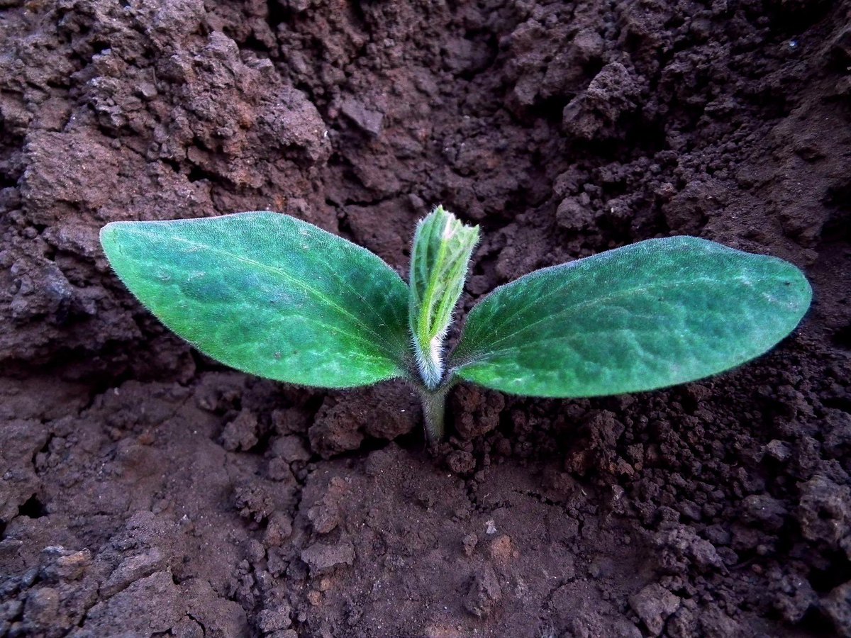 allotmentonline tweet media