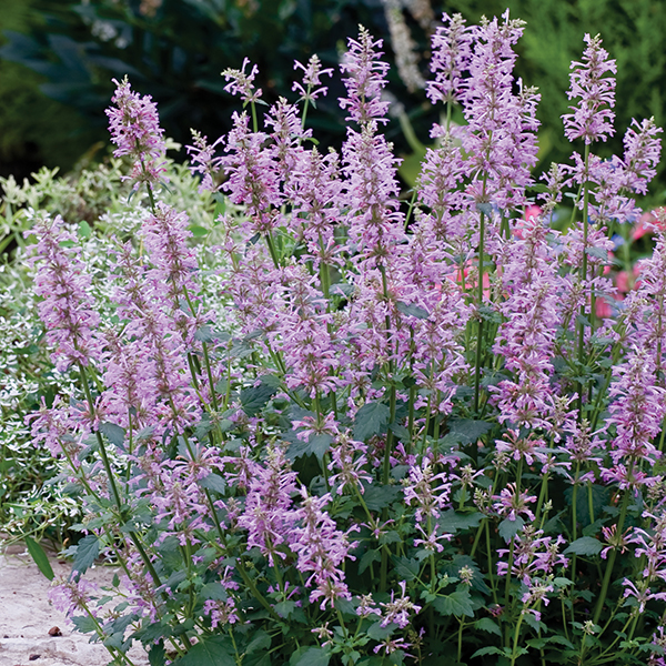 daviddomoney's tweet photo. #Follow &amp; #RT for a chance to #win @mrfothergill seeds. 

Varieties are:
👉 Agastache Rose Mint
👉 Bellflower
👉 Lavender Hidcote Blue
👉 Wildflower Mixed

T&amp;C's Apply
UK residents only - excludes NI
Closes 30/04/23 @ 1159PM

#WinItWednesday #FreebieFriday https://t.co/7QCSMEWOSb