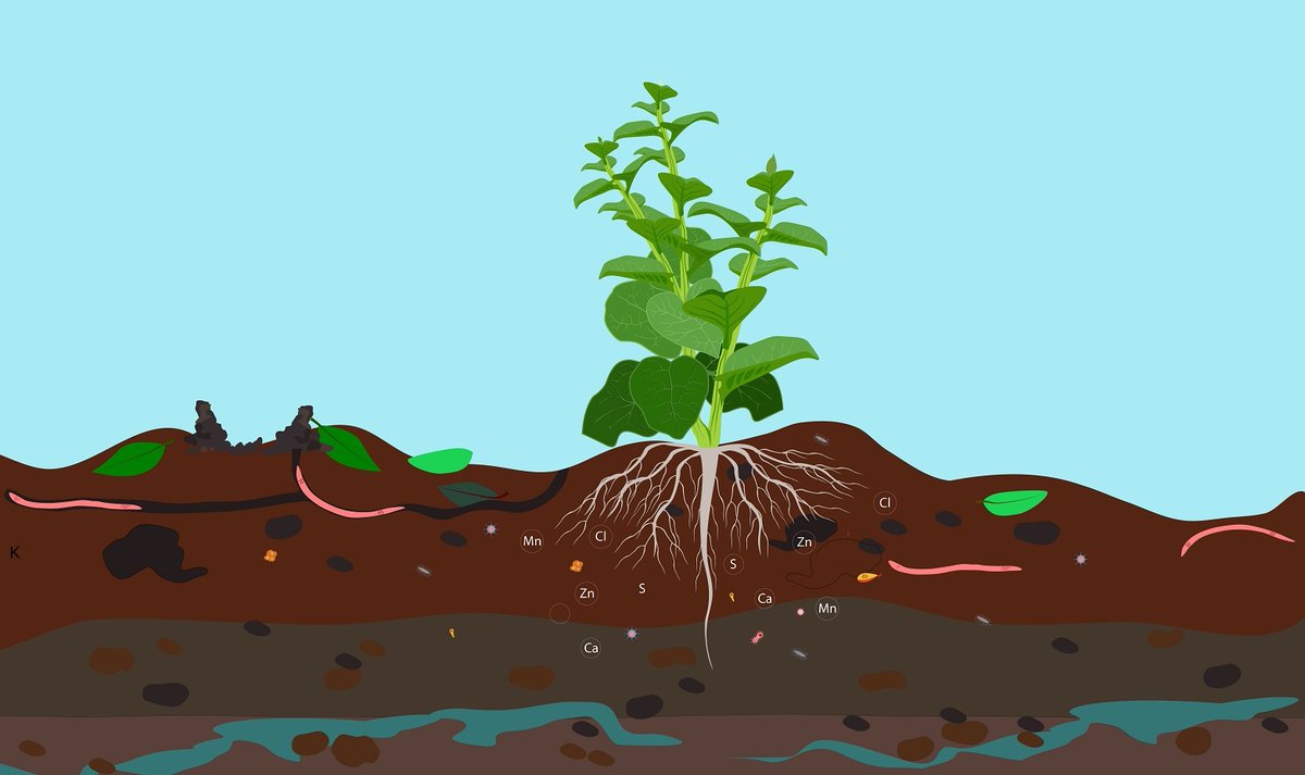 Je kunt je nog aanmelden voor het netwerkevent van het lectoraat Gezonde plant op een vitale en duurzame bodem van #HASgreenacademy op 9 mei met als thema 'De #bodem leeft door... in #praktijkgericht #onderzoek en #opleidingen'. Meer weten of aanmelden: bit.ly/42QdJy5