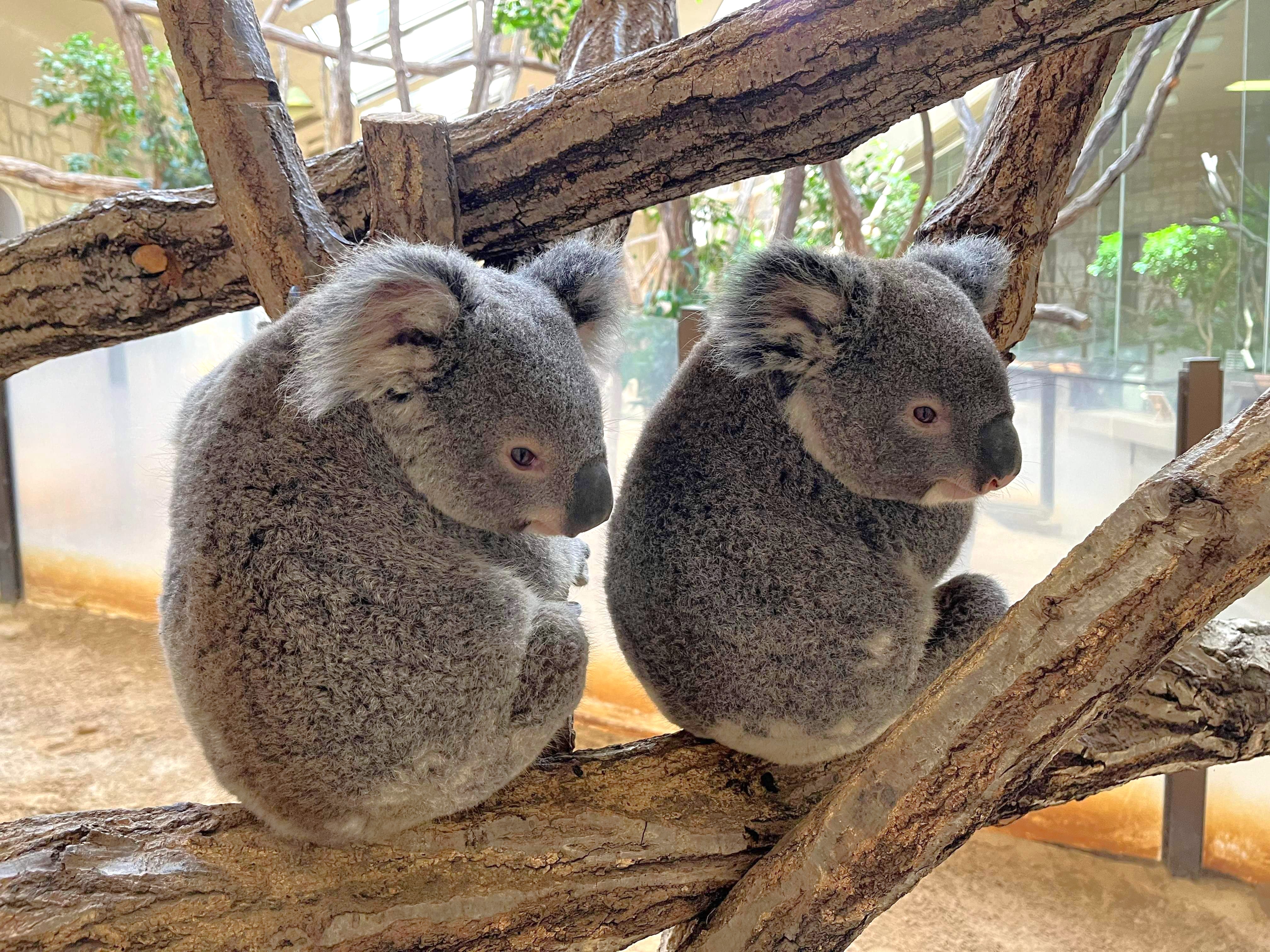 名古屋市東山動植物園 on X: 