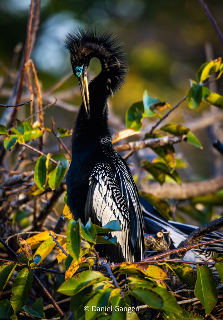 Dgangeri's tweet photo. There's nothing quite like a sunny morning spent admiring nature! Witness this beautiful Anhinga in full breeding plumage, preening itself in the morning light. Life is beautiful - take a moment to appreciate it! https://t.co/4Jd3UhUTnI