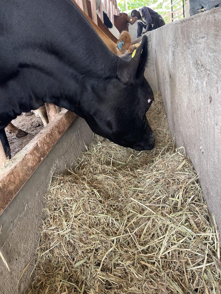 AfricanGrowers's tweet photo. Feeding them on dry matter will increase the milk production.

Tag a friend. #feeding #livestock #drymatter #foodwaste #wheatover #ricehusk #farm #farmlife #TAGsFarm https://t.co/TXcRsLbLA1