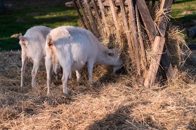 AfricanGrowers's tweet photo. Feeding them on dry matter will increase the milk production.

Tag a friend. #feeding #livestock #drymatter #foodwaste #wheatover #ricehusk #farm #farmlife #TAGsFarm https://t.co/TXcRsLbLA1