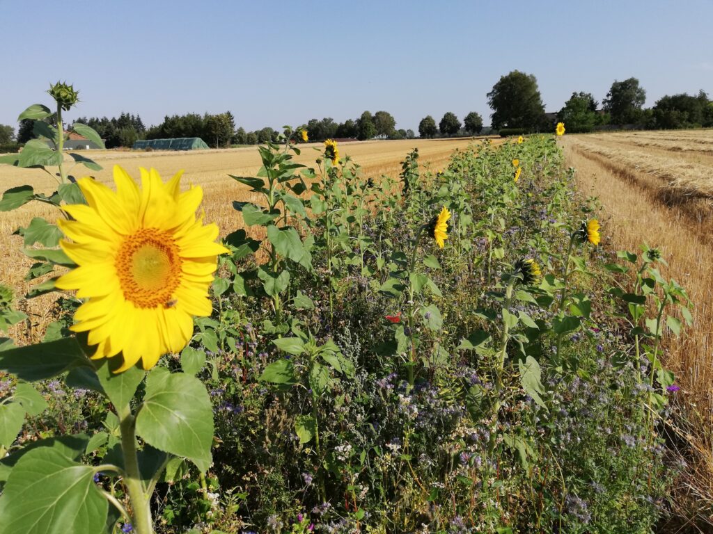 Nicht eine Krise durch die andere verstärken
(L P D) – „Wie lösen wir eine Krise, ohne eine andere zu verstärken?“ Unter dieser Leitfrage diskutieren … #Biodiversität #Deutschland #Düngemittel #Dürre #Ernährung &gt; landvolk.net/lpdartikel/nic…
