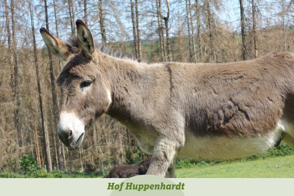 Heute gibt es ein Rätsel für Euch 📝 Wer weiß, um welchen unserer Esel es sich hier handelt? Er ist 18 Jahre alt, zog 2020 auf Hof Huppenhardt ein und gehört nicht zu unseren Zwergeseln 😊

#hofhuppenhardt #picoftheday #etn #tierschutz #esel #eselliebe #quiz #rätsel #werbinich
