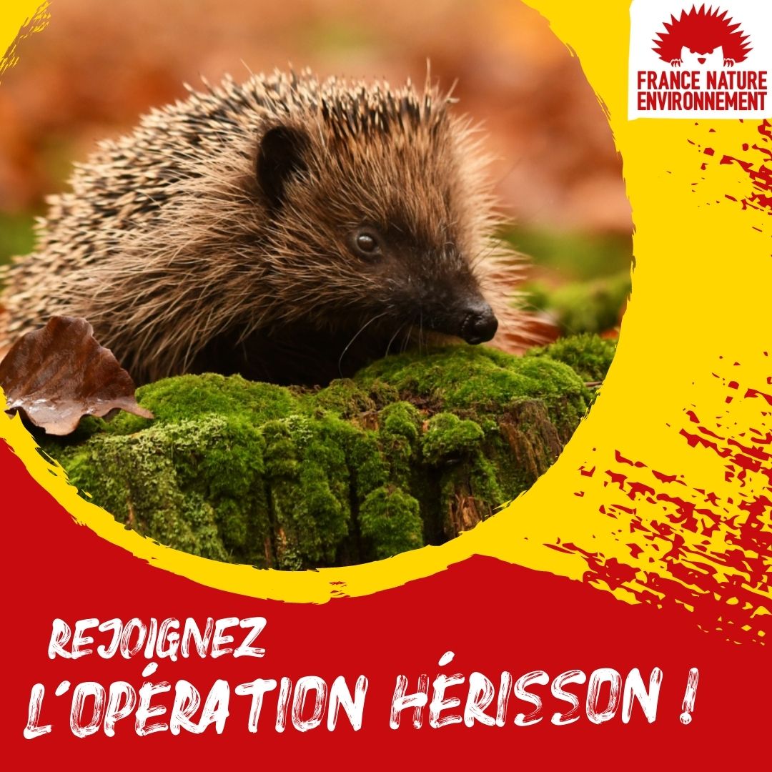 FNEasso's tweet image. #OpérationHérisson
🦔C’est l’heure de sortir d’hibernation pour le #hérisson !
👀 Vous l’avez observé mort ou vivant ? Vous avez trouvé des traces de sa présence ?
1⃣ Prenez-le en photo
2⃣ Partagez votre observation sur : bit.ly/OpeHerisson
#biodiversité