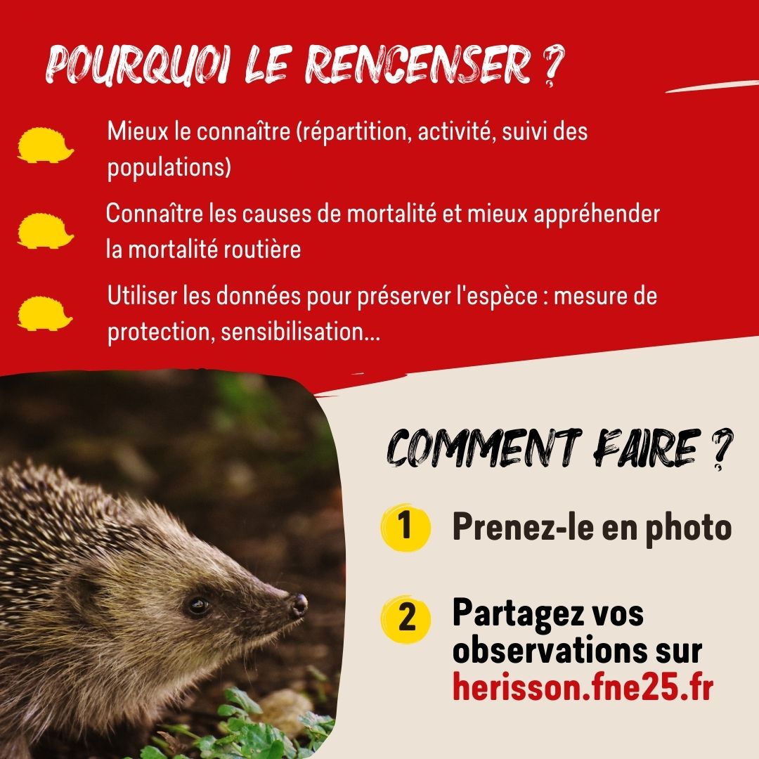FNEasso's tweet image. #OpérationHérisson
🦔C’est l’heure de sortir d’hibernation pour le #hérisson !
👀 Vous l’avez observé mort ou vivant ? Vous avez trouvé des traces de sa présence ?
1⃣ Prenez-le en photo
2⃣ Partagez votre observation sur : bit.ly/OpeHerisson
#biodiversité