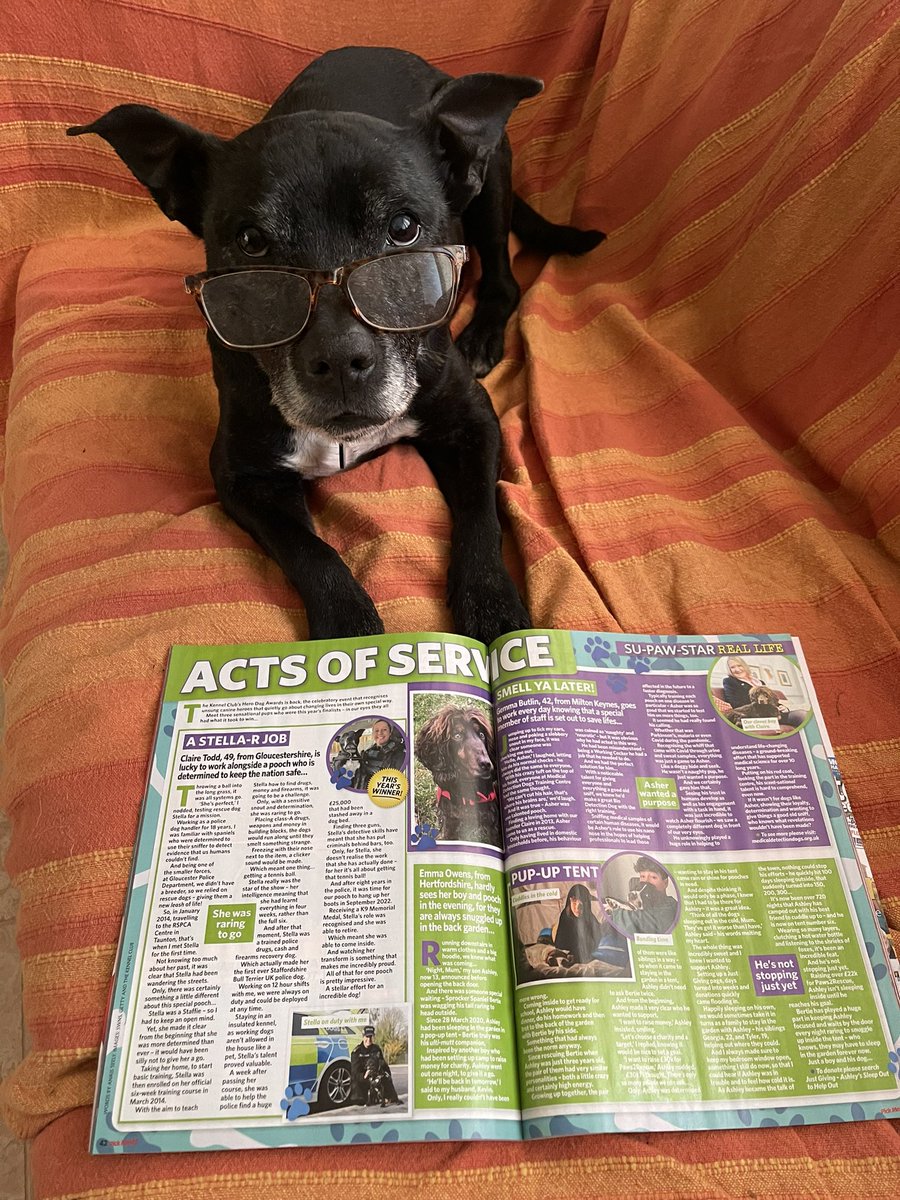 Retired Police Dog Stella the Staffie tweet media