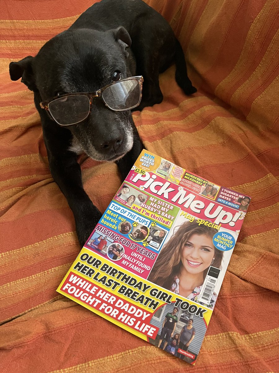 Retired Police Dog Stella the Staffie tweet media