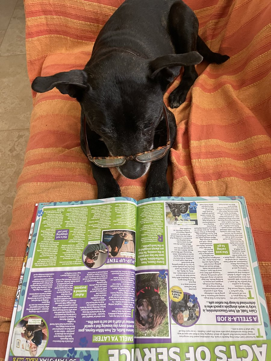 Retired Police Dog Stella the Staffie tweet media