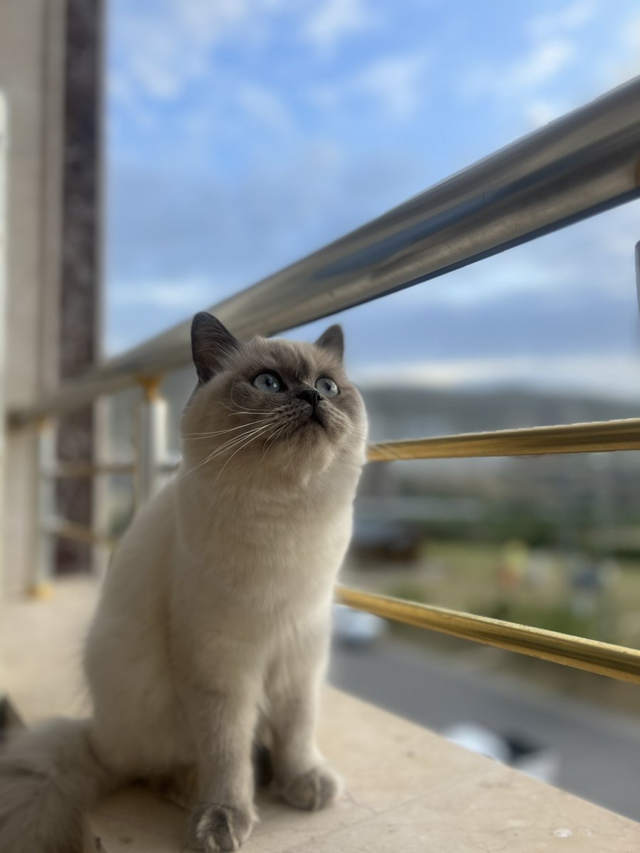 Shilann_'s tweet photo. ⚠️MISSING CAT⚠️

This is Mavi, she is lost in Gre Sor Area, help me find her!

ئەڤ پشیکە یا بەرزەبوی ل گرێ سوور هەر کەسێ ل جهەکێ دیتبیت بلا پەیوەندیێ بمن بکەت https://t.co/WuZiAu3Vub