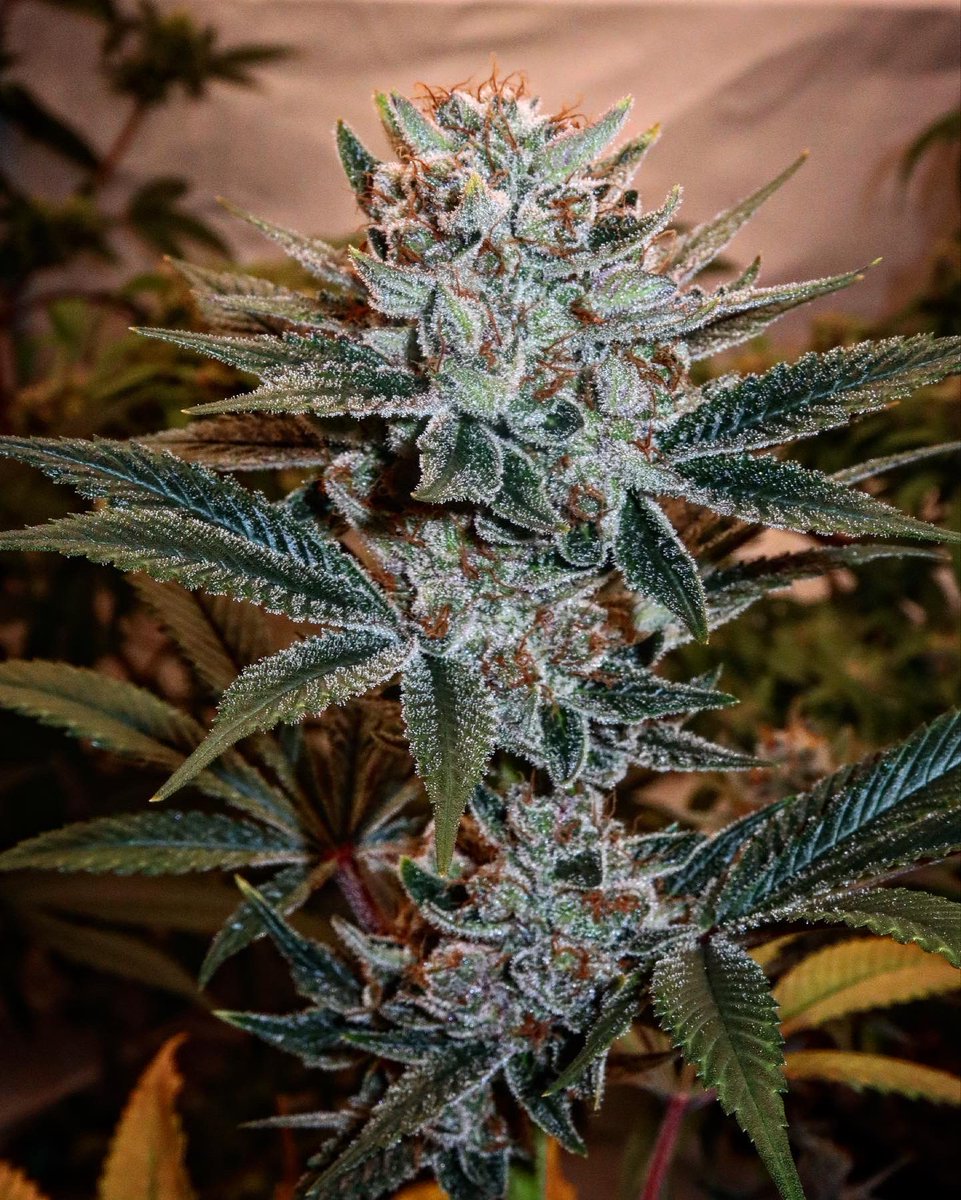 CG_Grow's tweet photo. Happy Monday, community! Did you know that THC % is used as a marketing tactic for products? While it's important to know, it's only one part of the bigger picture. Focus on strains that match your desired effects & flavor profile. #cannabiscommunity #THCpercentage #marketing https://t.co/EHzicBM4lM
