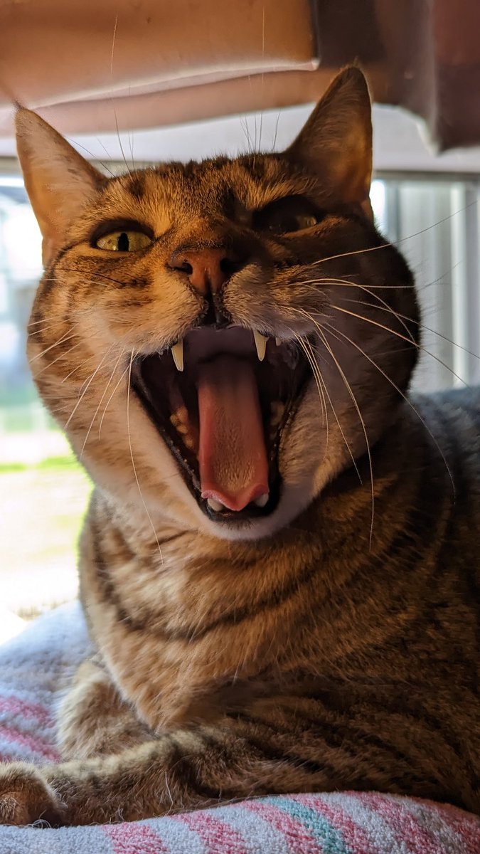 Han says "good morning!"