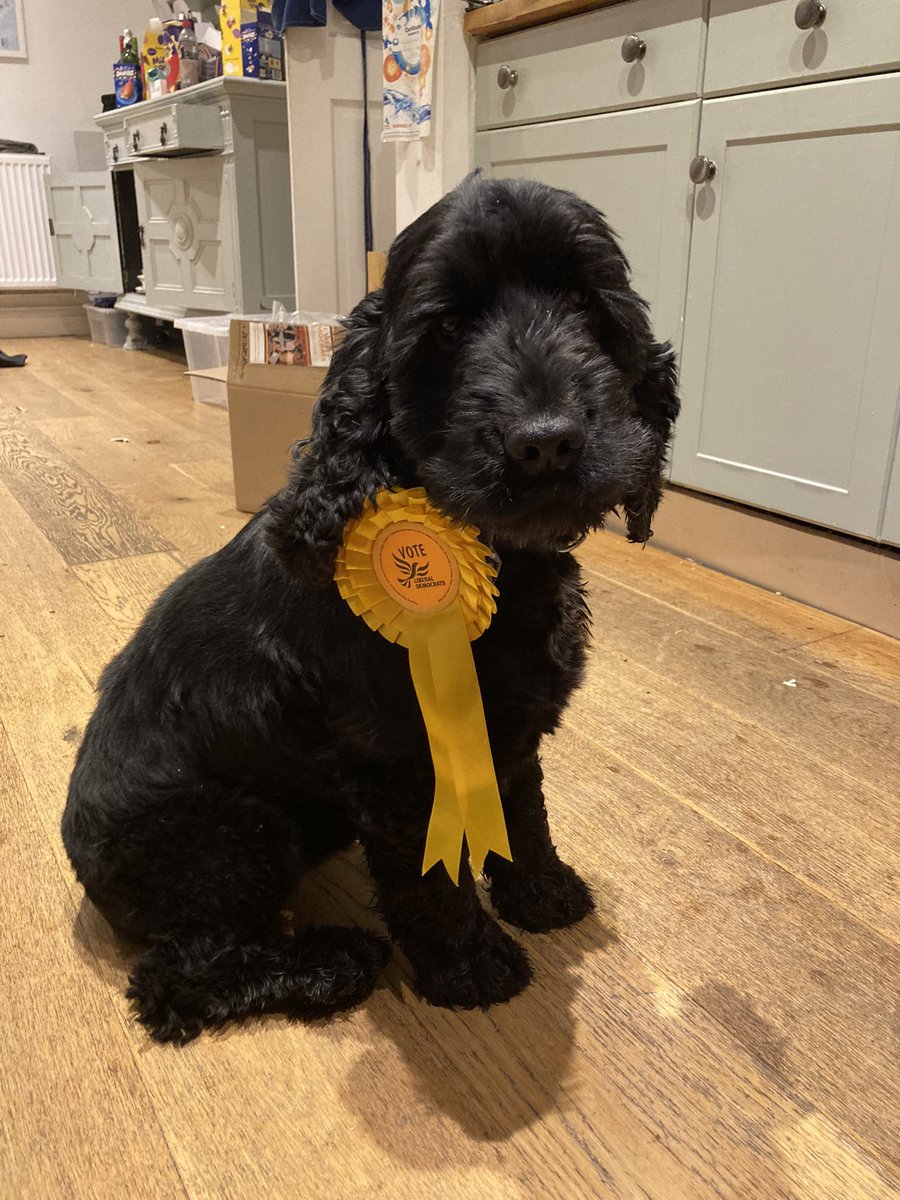 RebeccaLeach03's tweet photo. Last full week of canvassing so it’s time to introduce these vote winners….. May I introduce Arthur the Cocker Spaniel and Molly the snooty tabby 🐾🐾 They are both ardent Lib Dem supports 🗳️💛 https://t.co/JIFB15Q3DP