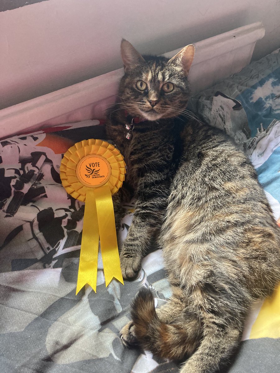 RebeccaLeach03's tweet photo. Last full week of canvassing so it’s time to introduce these vote winners….. May I introduce Arthur the Cocker Spaniel and Molly the snooty tabby 🐾🐾 They are both ardent Lib Dem supports 🗳️💛 https://t.co/JIFB15Q3DP
