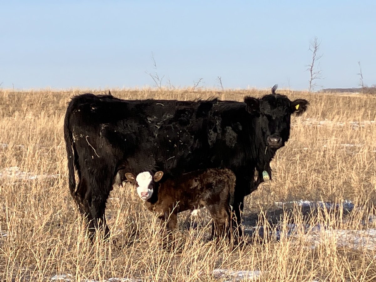 One beautiful morning in the calving field can take the sting out of a difficult week. #ranchlife #whenthegoinggetstough ⁦@AdamThompsonT2⁩