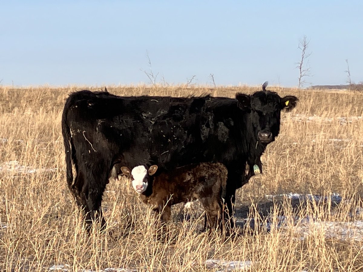 teetwodmt_duane's tweet photo. One beautiful morning in the calving field can take the sting out of a difficult week. #ranchlife #whenthegoinggetstough ⁦@AdamThompsonT2⁩ https://t.co/hB6r7v4TWx