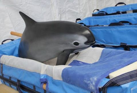 you probably have no idea what this animal is

this is the vaquita, the smallest porpoise and also the most endangered

there are only 12 remaining in the whole world, and the fact that no one talks about them makes me so sad. we need to raise awareness and save these creatures!