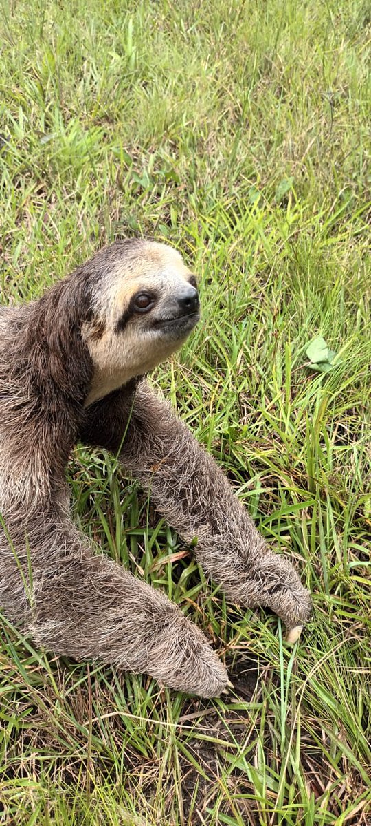 Station de recherche des Nouragues - LEEISA - CNRS tweet media