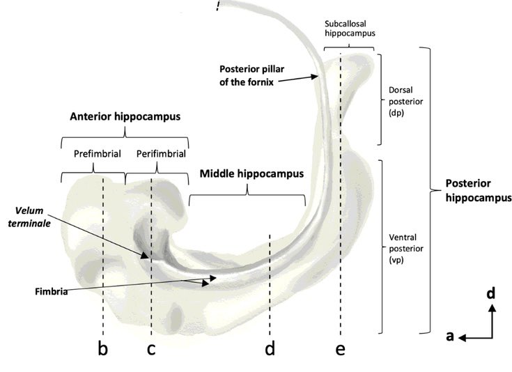 LMPrida's tweet image. See our new preprint 📝! In collaboration with Carmen Cavada, we performed an histochemical segmentation of the human hippocampus along the longitudinal axis using Rph3a, PCP4, Chromogranin A and RGS-14 immunostaining. researchsquare.com/article/rs-282… 
Much more coming soon!!