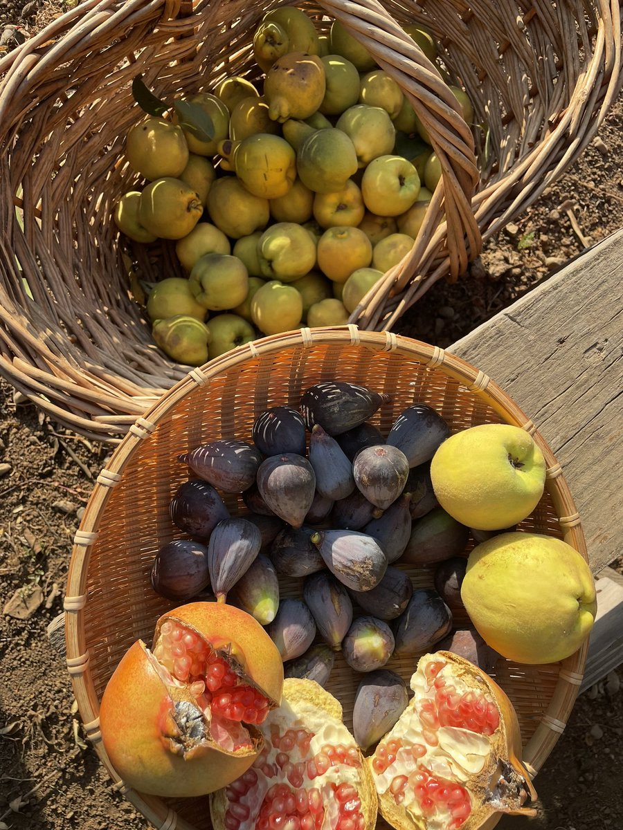 ChileHuerta's tweet photo. Cosecha de higos, membrillos y granadas. Seguimos disfrutando los regalos de la temporada. https://t.co/VBz5hBOrgN