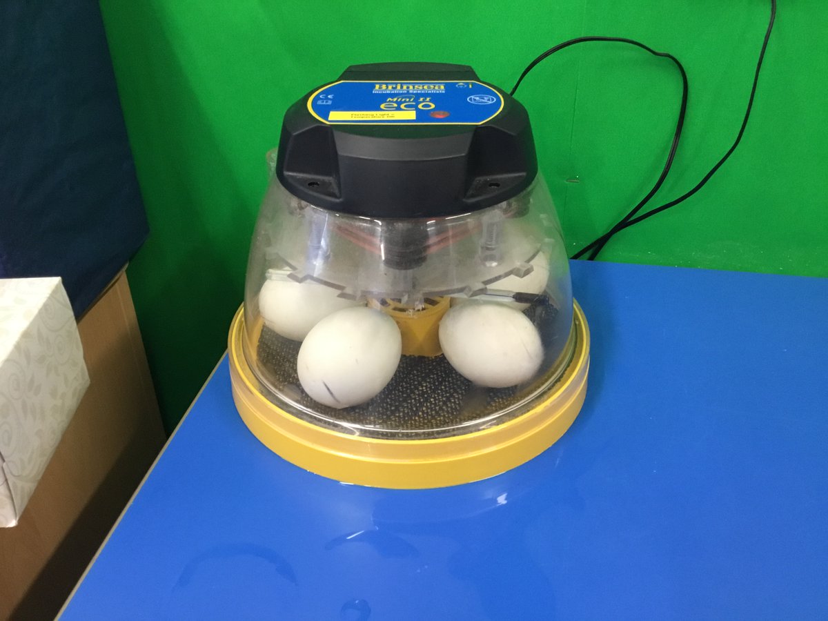 Morden_Mount's tweet photo. Year 5 have some visitors in their classroom for the next couple of weeks. Watch this space for further updates. https://t.co/kXK2VZK1EQ