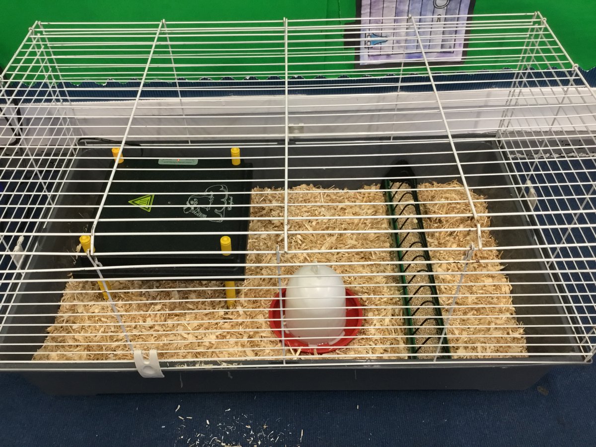 Year 5 have some visitors in their classroom for the next couple of weeks. Watch this space for further updates.