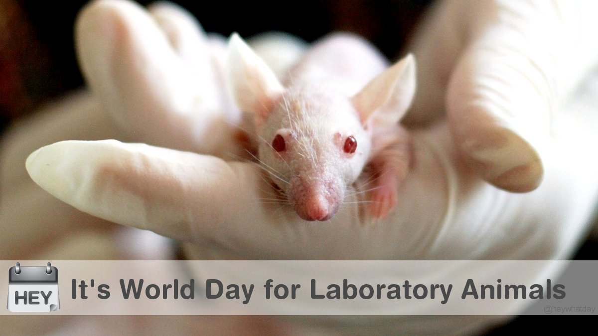 It's World Day for Laboratory Animals! 
#WorldLabAnimalDay #WorldDayForLaboratoryAnimals #EndAnimalTesting