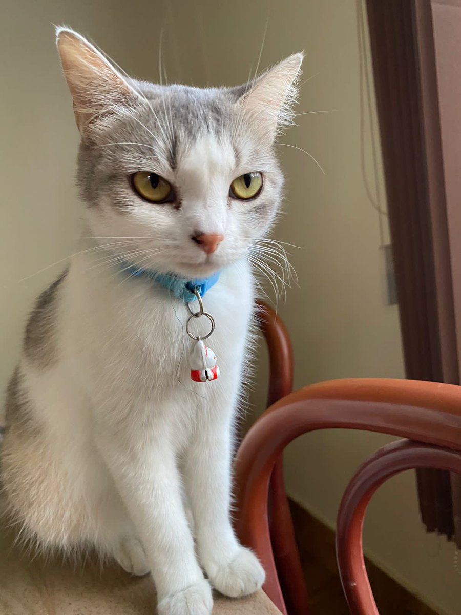 c_amenla's tweet photo. “A cat has absolute emotional honesty: human beings, for one reason or another, may hide their feelings, but a cat does not." - Ernest Hemingway (p.s. She’s as badass as she looks😇 #Notmine) #CatsOfTwitter https://t.co/SURFmVAHec