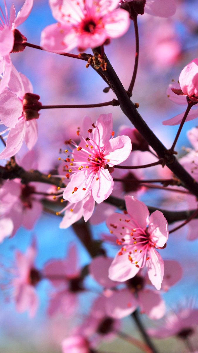 Happy Monday and a blessed new week ahead for all you beautiful people. Spring is the season! One week anymore till #MayDay May the 1st! 🎀
