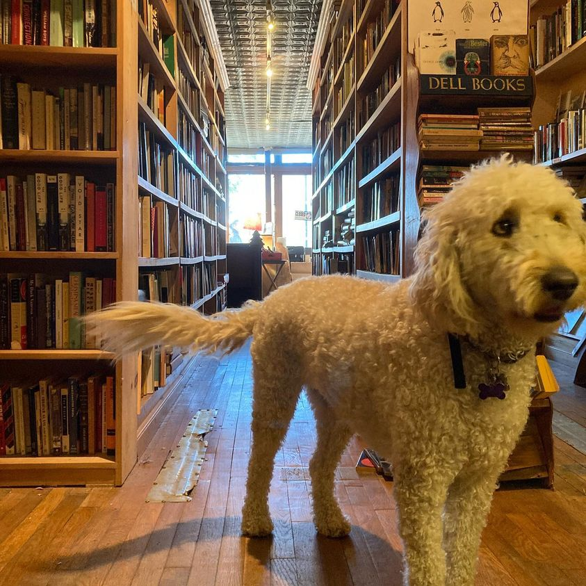 FreebirdBooksny's tweet photo. Our best customer 
🐶🐕😁

#books #dog #bestfriend #customer https://t.co/08cBDDcGrD