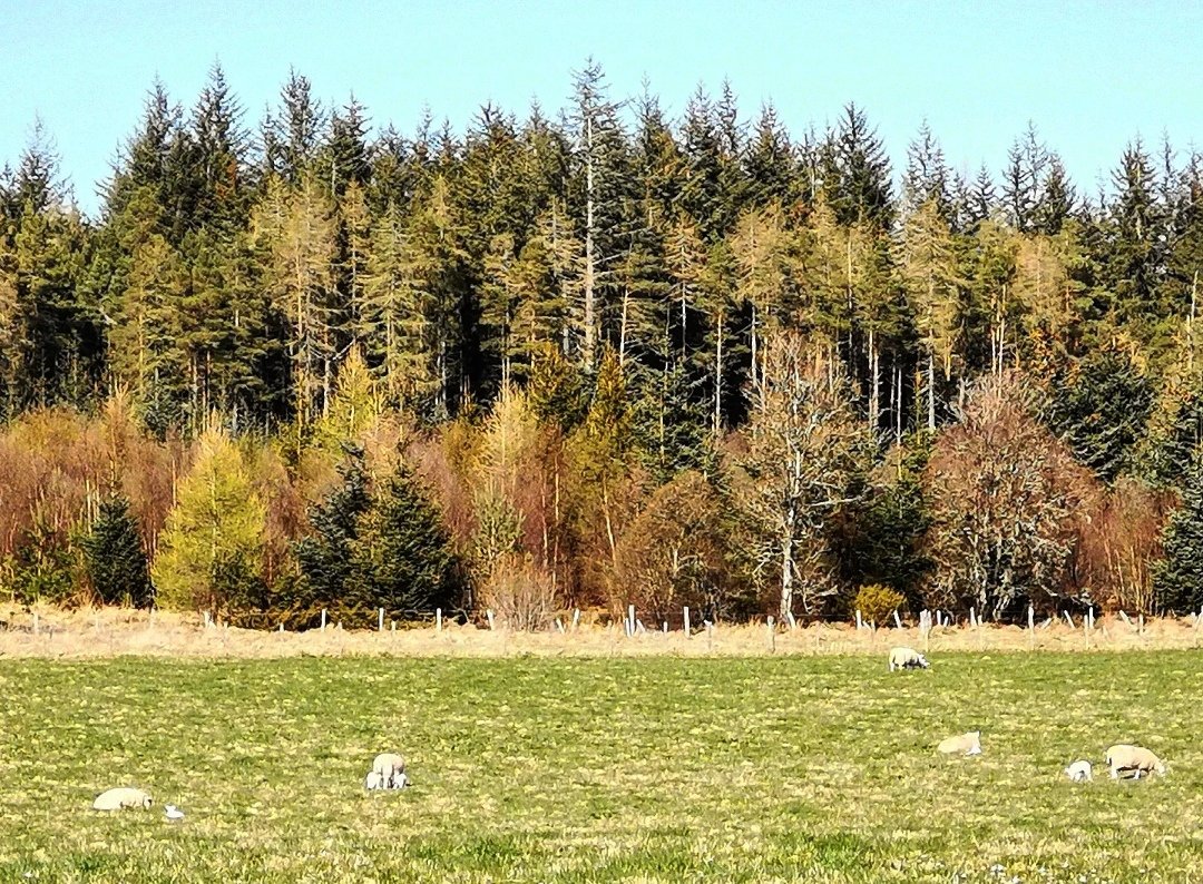 New life in one of the fields up at #glaick

#rossshire #highlands #scotland