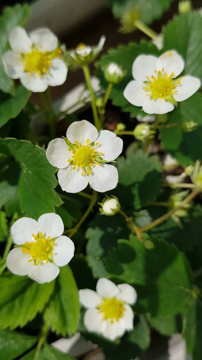 gulcangemec's tweet photo. Çileklerim çileklerim 🍓🤗
#YediverenÇileği #Çilek #Fruit #Strawberry #Fotoğrafia #TerraceHome #Flowers https://t.co/RAB5w5LaTS