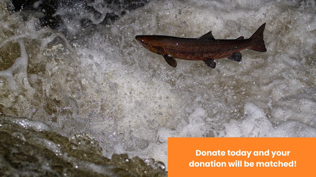 Only a quarter of UK rivers supported viable populations of wild Atlantic salmon in 2022. 

Please help us change this. 

Donate to our #GreenMatchFund23 today 👇 and the @BigGive will match your donation for wild Atlantic salmon. 

donate.thebiggive.org.uk/campaign/a0569… 

Thank you 💙