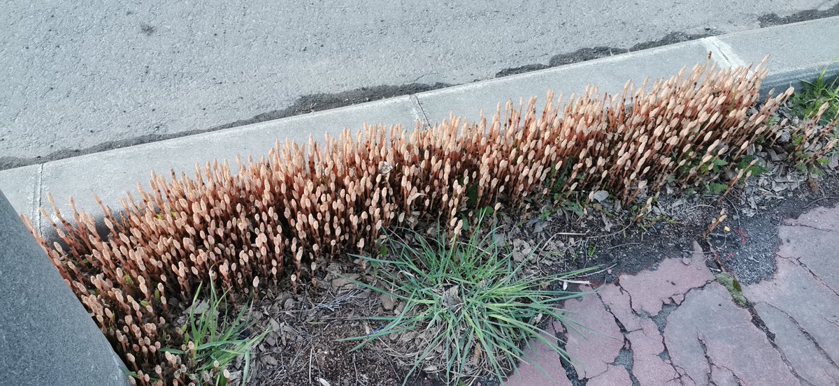 アース tweet media