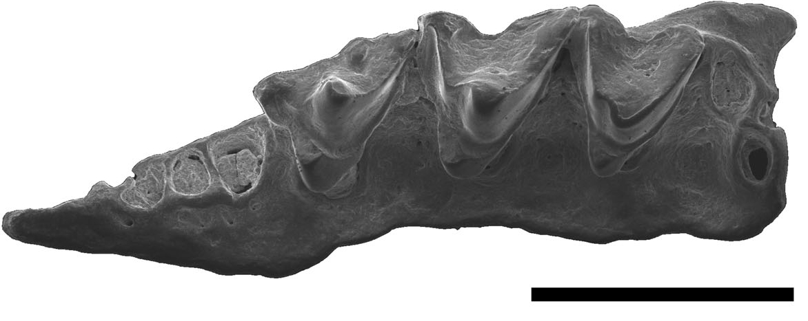 Our paper led by @Crambot_palaeo on a new tiny (less than 10g!) fossil #marsupial from the Pleistocene of Queensland. It has been named Urrayira, which appropriately means 'small tooth' in Darumbal (First Nations language of the area where it was found): tandfonline.com/doi/full/10.10…