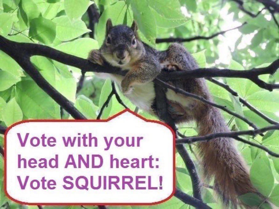 Ratatosk4's tweet photo. @HippySquirrel “If You Love Toronto, Vote Squirrel!” Sorry, @TOCatMayor. 😾🗳️🐿 #VoteSquirrel https://t.co/uZbktju3vI