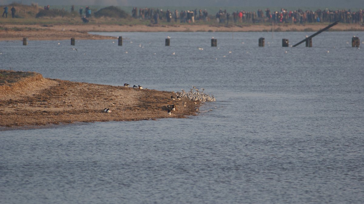 High tide at RSPB Snettisham on Friday - lots of waders and birders. Great sights #RSPB  #TheWashNNR #RSPBSnettisham #biodiversity