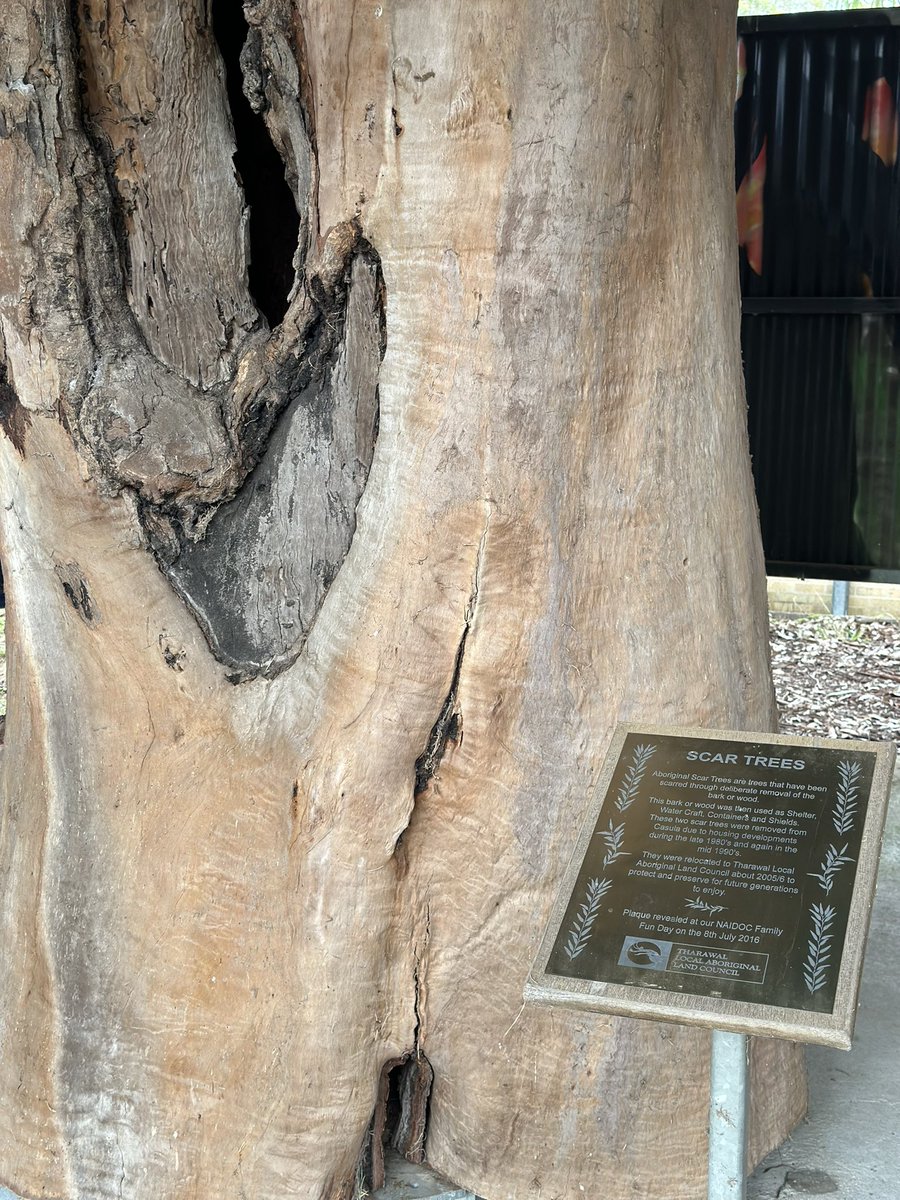 Macquarie Fields High School tweet media