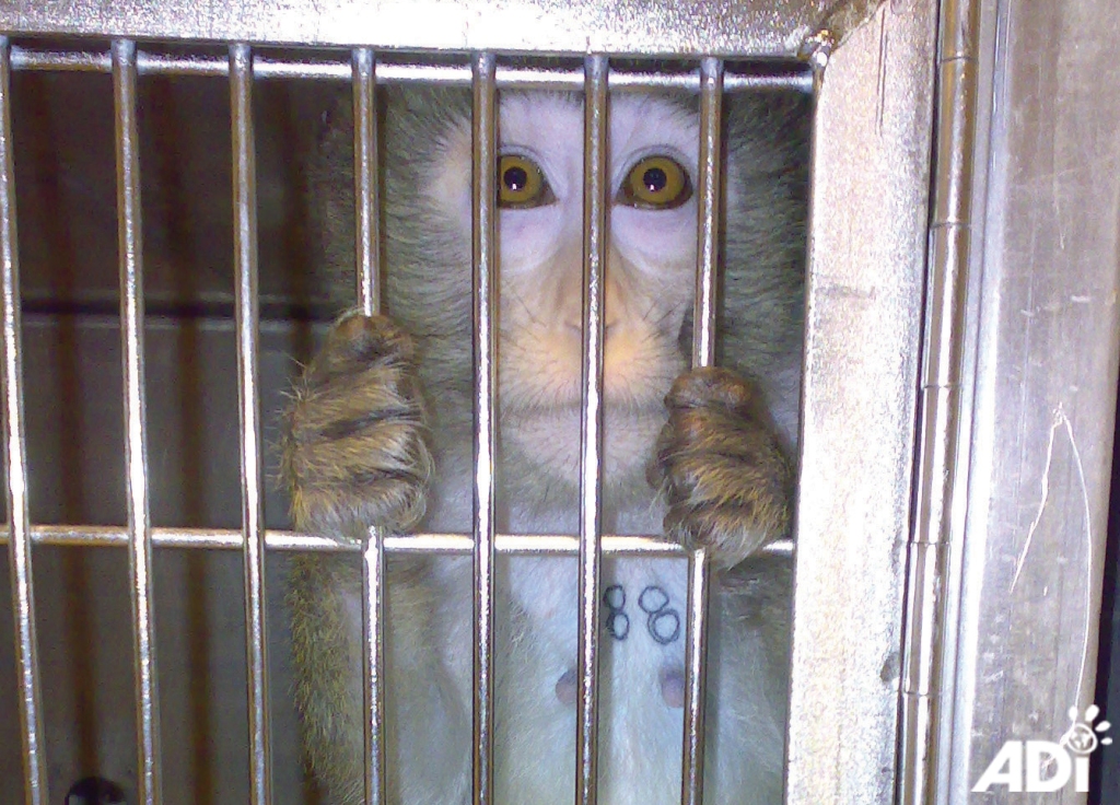 Outdated laws require animal tests before a product can be put on the market.  Every year millions of animals suffer and die in experiments that can never be trusted  - this has to stop! 😢 

#WorldLabAnimalDay 

worlddayforlaboratoryanimals.org