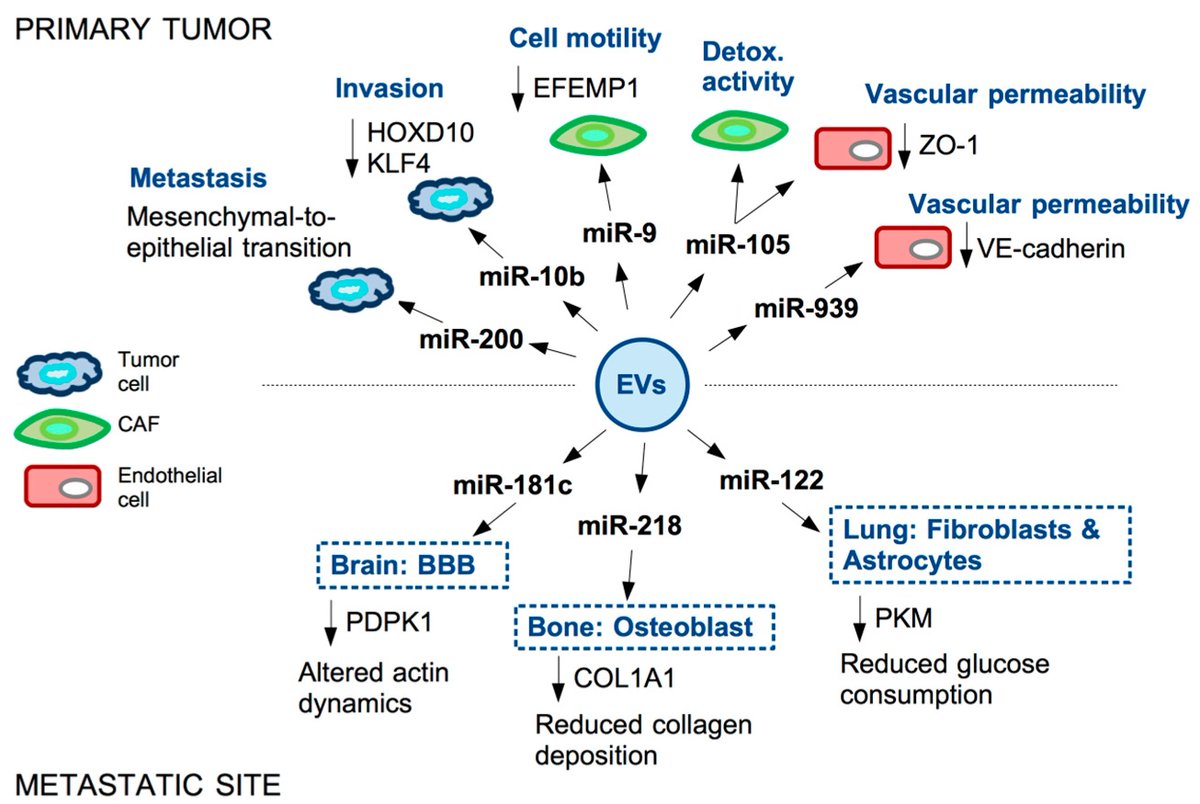 Non_Coding_RNA's tweet photo. #Most_Viewed_2022 Silvia Di Agostino et al. discussed "#Secreted  Non-Coding #RNAs: Functional Impact on the Tumor #Microenvironment and  Clinical Relevance in Triple-Negative Breast Cancer" @MDPIBiologySubj
👉Enjoy reading: https://t.co/uxxJuAVFRW https://t.co/aMsfwGjxhF